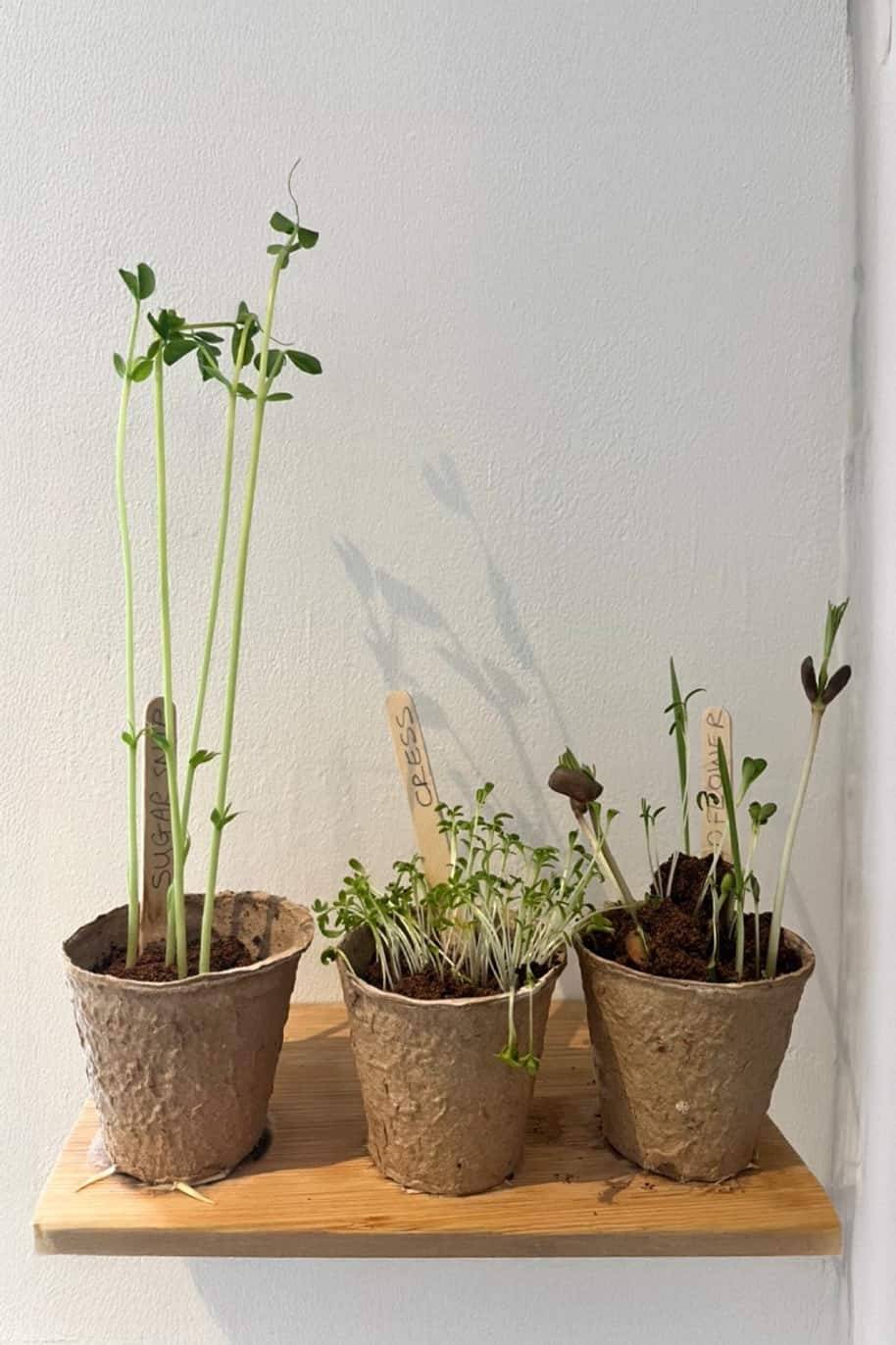 Plant Kits